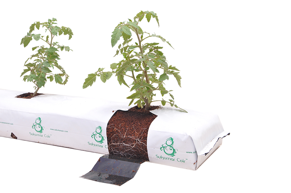 Pros and Cons of Grow Bags for Gardening 
